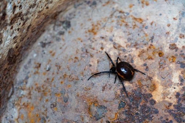 Atyrau region faces black widow spider invasion with 90 camels already killed