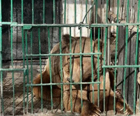 Dushanbe authorities cannot yet decide on a new place to build a new zoo