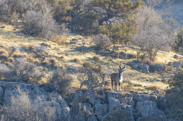 Turkmenistan’s Koytendag Reserve eyes UNESCO World Heritage status