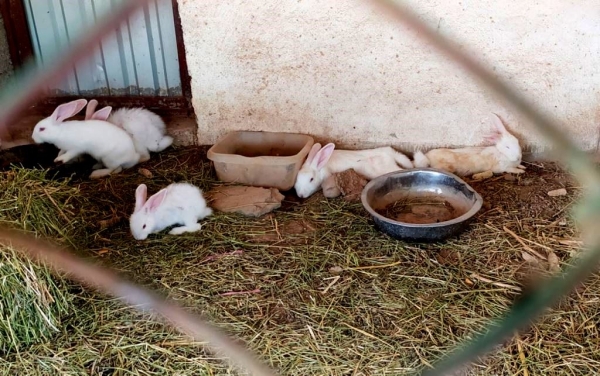 "Maximum security Prison": Dushanbe Zoo is required to be closed