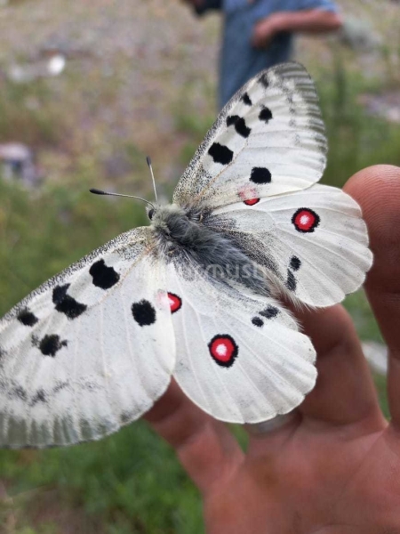 Rare Apollo butterfly spotted in Ak-Suu gorge