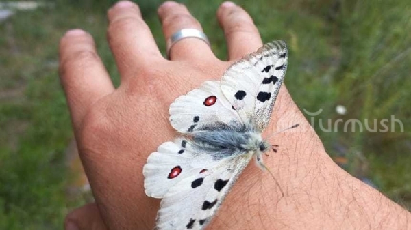 Rare Apollo butterfly spotted in Ak-Suu gorge