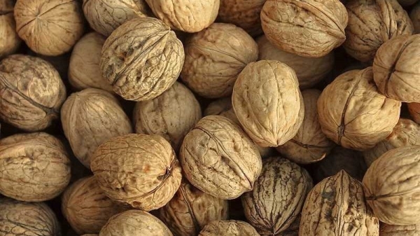 Kyrgyzstan imports over 19,000 tons of walnuts from China in 2024