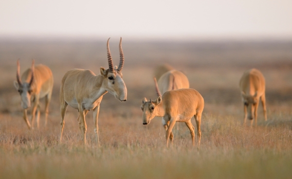 Kazakhstan and Uzbekistan ratify agreement to protect migratory wildlife