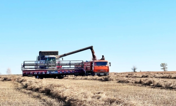 North Kazakhstan region harvests 5.6mn tons of grain from 90.5% of sown area 