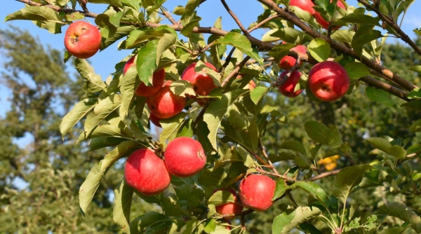 Kazakhstan launches revival program for Aport apples to boost local production and exports 