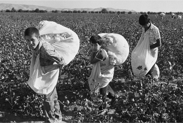 The curse of 'White Gold': How cotton enslaved Uzbekistan 