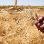 Kazakhstan delivers 7.2mn tons of grain, including 5.2mn tons of wheat, to grain enterprises