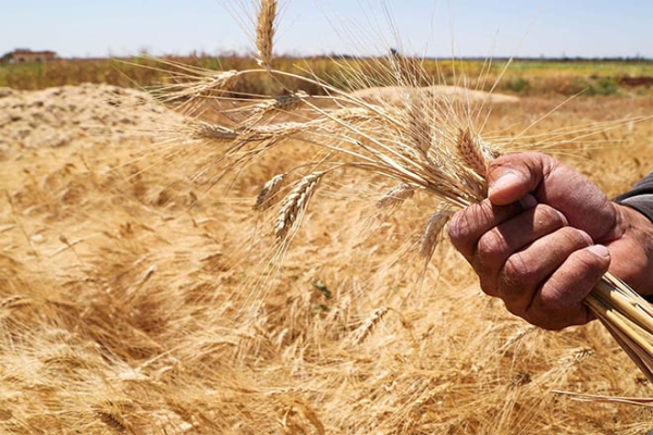 Kazakhstan delivers 7.2mn tons of grain, including 5.2mn tons of wheat, to grain enterprises