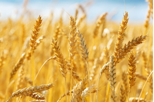 Kazakhstan's grain sector grows 40% y/y, handling over 2.2mn tons 