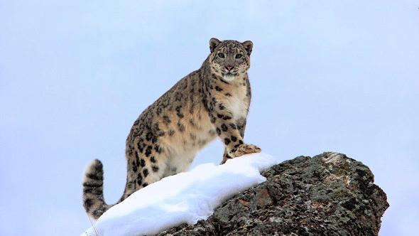 Forum dedicated to snow leopard protection to take place in Kyrgyzstan