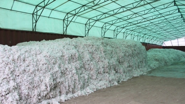 Kyrgyzstan decreases export of cotton to China by 43% in 2024