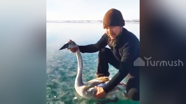 Activists save white swan found frozen to ice of Issyk-Kul lake