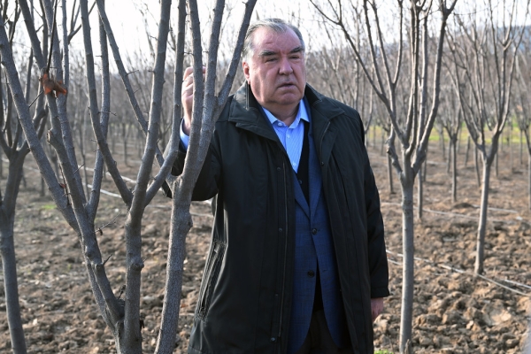 Emomali Rahmon shown the process of adapting rare plants to Tajikistan’s conditions