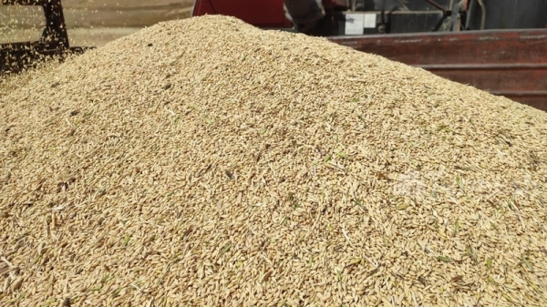 Highest share of grain production in Kyrgyzstan falls to Chui region – 44.8%