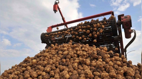 Gross harvesting of potatoes in Kyrgyzstan drops by 7.5% in 2024