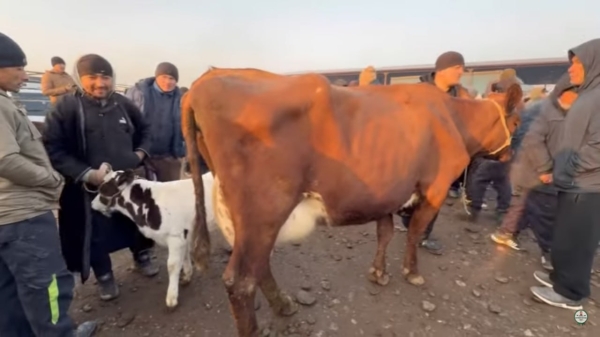 Tajikistan increases imports of breeding cattle