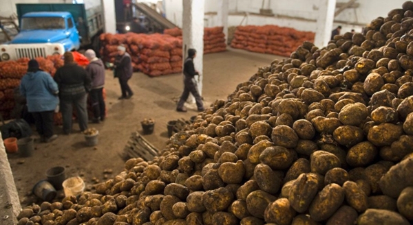 Pakistan becomes Uzbekistan’s main potato supplier