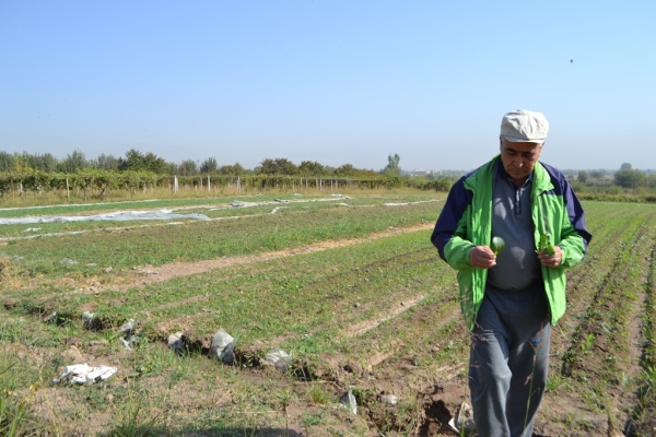 A step back.  How the closure of USAID affects Tajikistan's agrarian sector