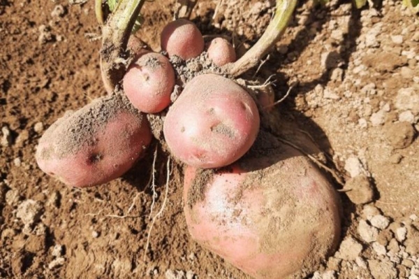 Potato harvest begins in Tajikistan amid 20% drop in sown area