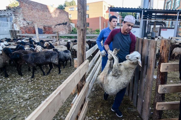 Rising demand for sacrificial sheep ahead of Eid al-Adha in Tajikistan