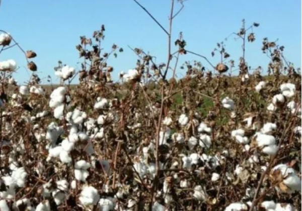 How the European Union is helping Tajikistan build a green economy