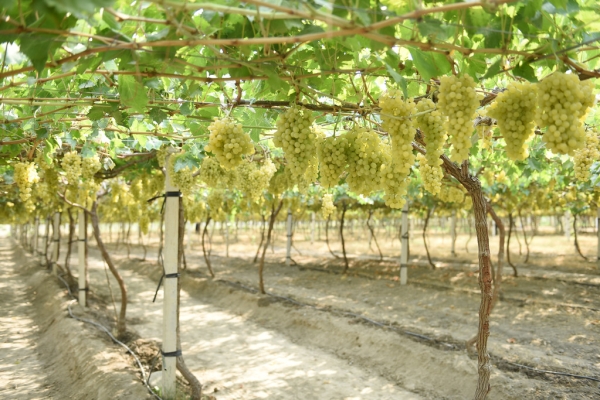 A juicy record. Tajikistan has harvested more fruits than ever before