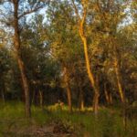“Forest ticket”. You have to pay for collecting firewood and herbs, grazing livestock and installing bee hives in Tajikistan.